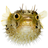 pufferfish